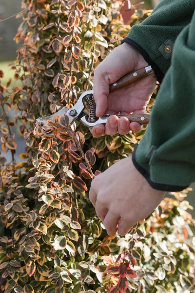 Pruning shrubs during sunny winter day, close up view on hands and pruning shear