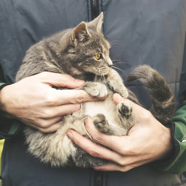 Hombre Sosteniendo Joven Doméstico Gato — Foto de Stock