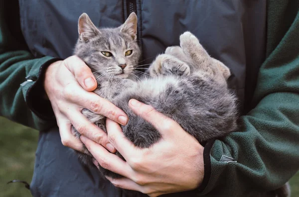 Adam Holding Genç Yerli Kedi — Stok fotoğraf