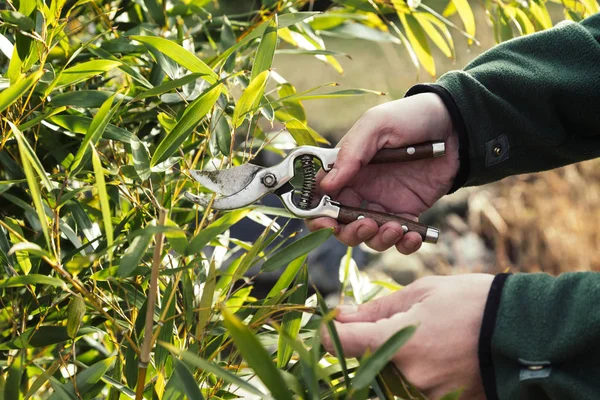 Pruning Shrubs Sunny Winter Day Close View Hands Pruning Shear — Stock Photo, Image