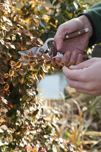 Pruning shrubs during sunny winter day, close up view on hands and pruning shear