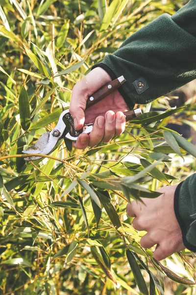 Pruning Shrubs Sunny Winter Day Close View Hands Pruning Shear — Stock Photo, Image