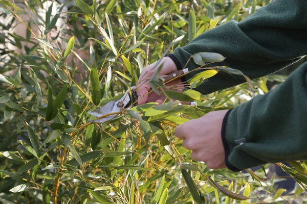 Pruning Shrubs Sunny Winter Day Close View Hands Pruning Shear — Stock Photo, Image