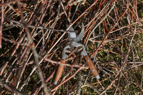 Baumschnitt Sonnigen Wintertagen — Stockfoto