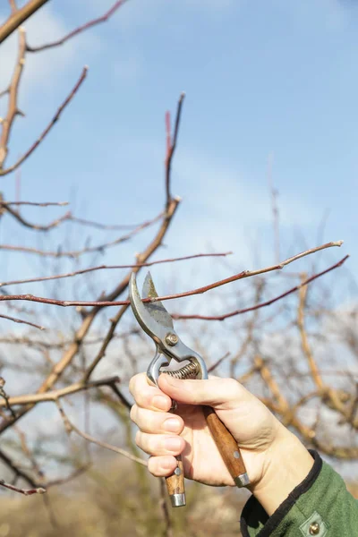 Tree Pruning Sunny Winter Day — Stock Photo, Image