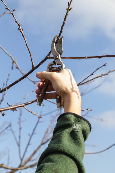 Обрезка деревьев в солнечный зимний день
