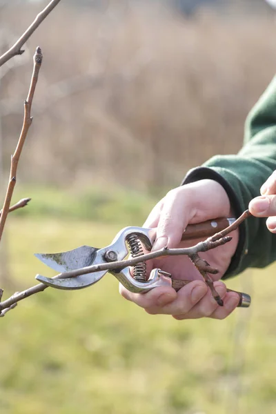 Tree pruning during sunny winter day