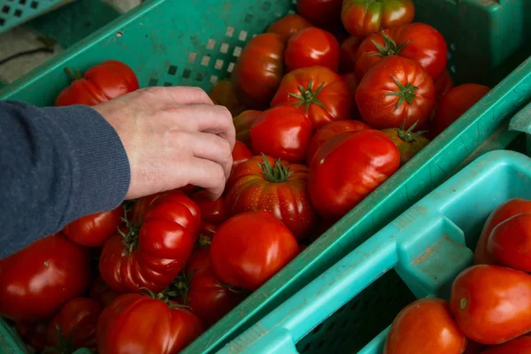 Frresh Strawberries Farmers Market — Stock Photo, Image