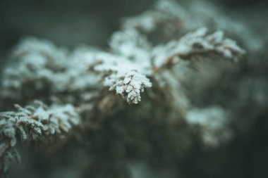 Yaprak dökmeyen ağaçlar karla kaplı