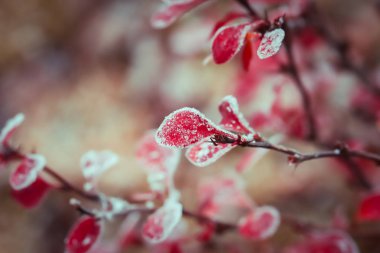 Kırmızı meyveler kar ile kaplı