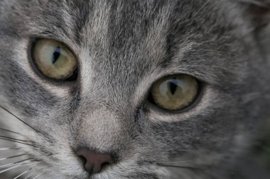 Kedi yüz - görünümü kadar yakın