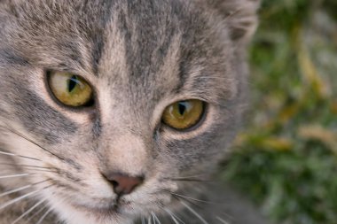 Kedi yüz - görünümü kadar yakın