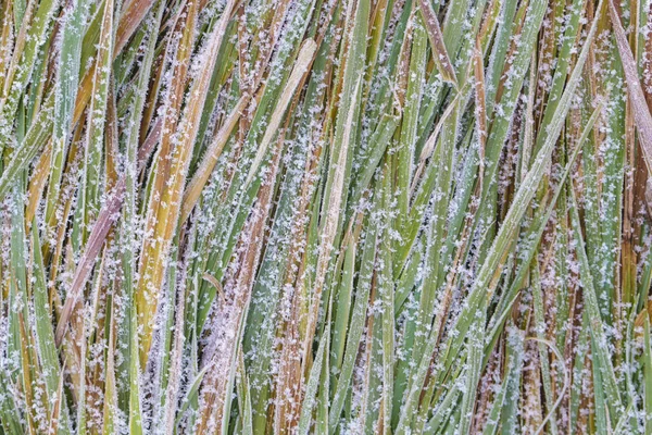Abstrato Natureza Fundo Grama Coberta Gelo Jardim Durante Inverno — Fotografia de Stock