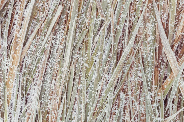 自然背景を抽象的な草が氷 冬時間の間に庭で覆われました — ストック写真