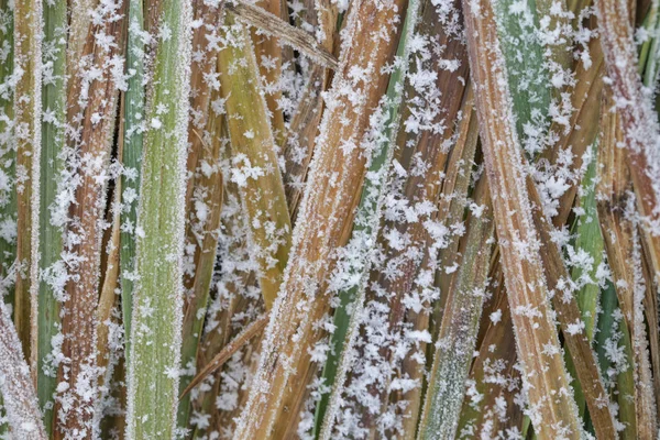 Abstrakte Natur Hintergrund Gras Mit Eis Bedeckt Garten Winter — Stockfoto
