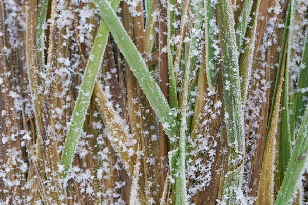 Sfondo Naturale Astratto Erba Ricoperta Ghiaccio Giardino Durante Inverno — Foto Stock