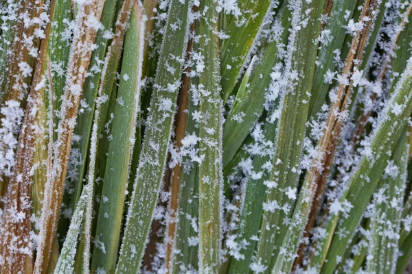 Fond Naturel Abstrait Herbe Recouverte Glace Jardin Hiver — Photo