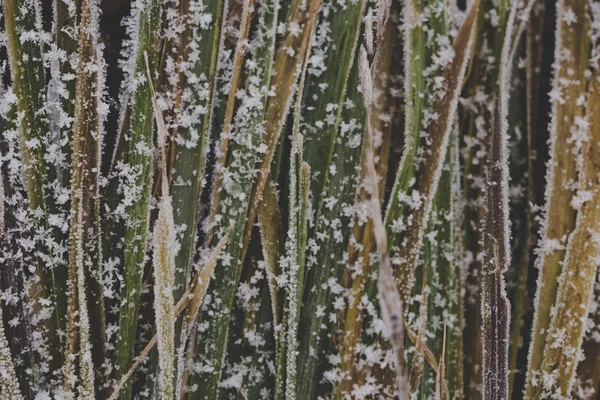 Abstract nature background, grass covered with ice, garden during winter time