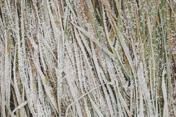 Abstract Van Aard Achtergrond Gras Bedekt Met Ijs Tuin Winter — Stockfoto