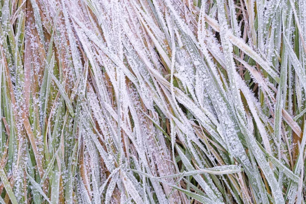 Abstract Van Aard Achtergrond Gras Bedekt Met Ijs Tuin Winter — Stockfoto