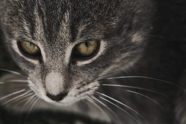 Kedi Yüz Görünümü Kadar Yakın — Stok fotoğraf