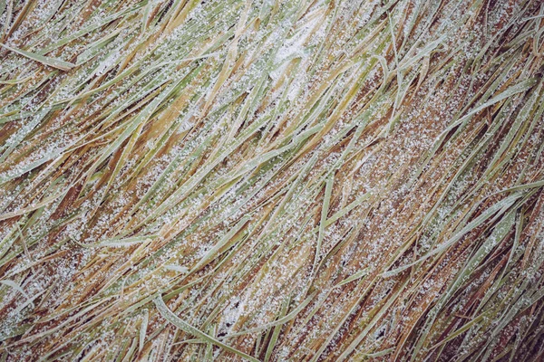 Fondo Abstracto Naturaleza Hierba Cubierta Hielo Jardín Durante Invierno — Foto de Stock