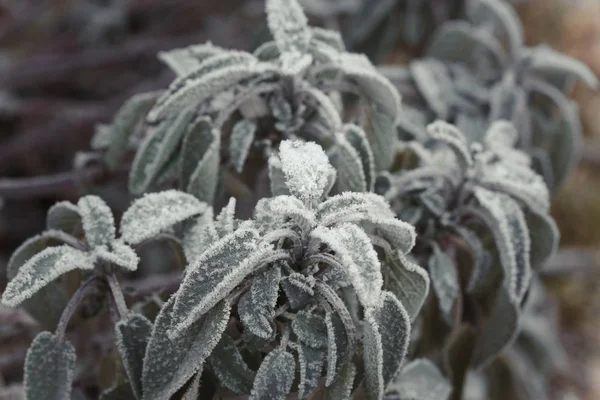 Garten Winter — Stockfoto