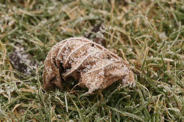 Garten Winter — Stockfoto