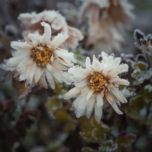Jardim Durante Inverno Flores Brancas Cobertas Gelo — Fotografia de Stock