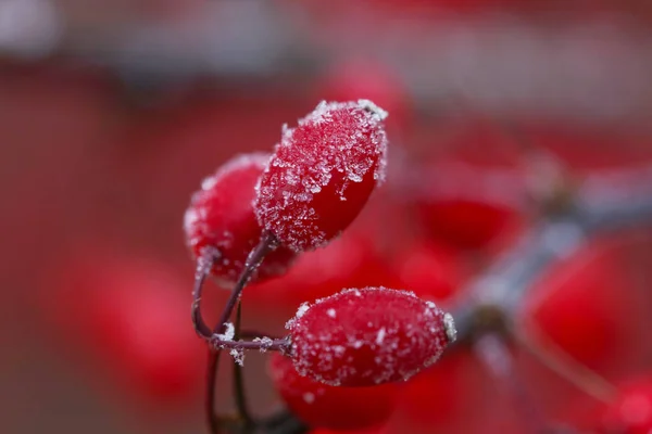 Rote Beeren Mit Schnee Überzogen — Stockfoto