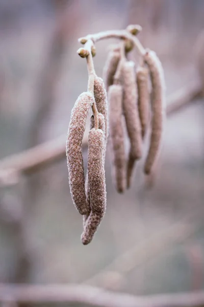 Jardim Durante Inverno — Fotografia de Stock