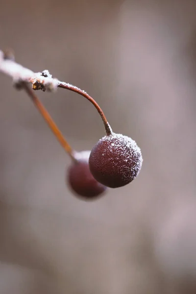 Kert Részletek Téli Időben Piros Bogyós Gyümölcsök Borítja Jég — Stock Fotó