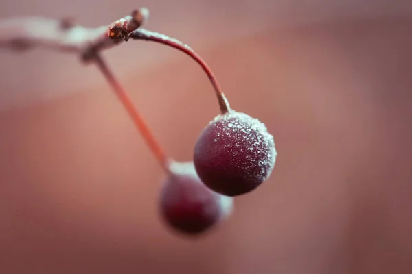 Dettagli Del Giardino Durante Periodo Invernale Bacche Rosse Ricoperte Ghiaccio — Foto Stock