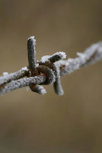 Prikkeldraad Hek Achtergrond — Stockfoto