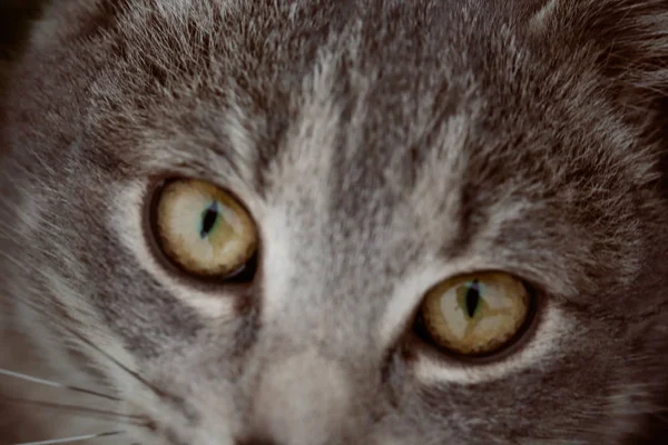 Feline Face Close View — Stock Photo, Image