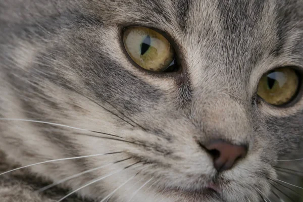 Kedi Yüz Görünümü Kadar Yakın — Stok fotoğraf