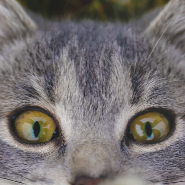 Kočičí Obličej Mapì — Stock fotografie