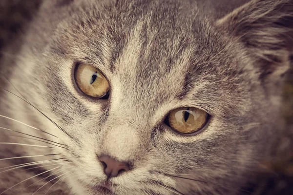 Kedi Yüz Görünümü Kadar Yakın — Stok fotoğraf