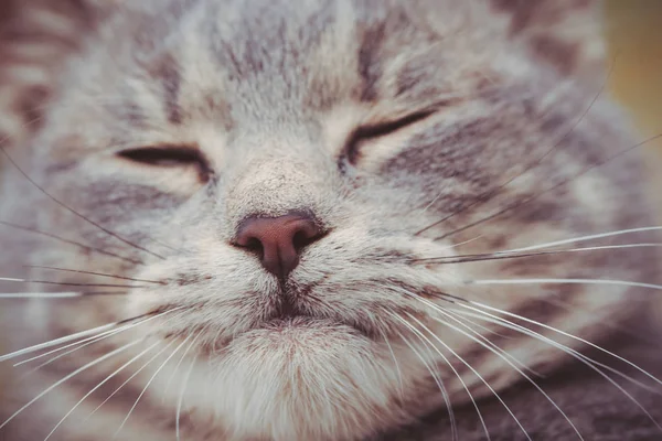 Kedi Yüz Görünümü Kadar Yakın — Stok fotoğraf