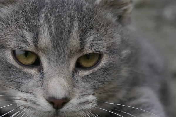 Kedi Yüz Görünümü Kadar Yakın — Stok fotoğraf