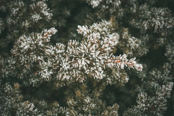 Alberi Sempreverdi Coperti Neve — Foto Stock