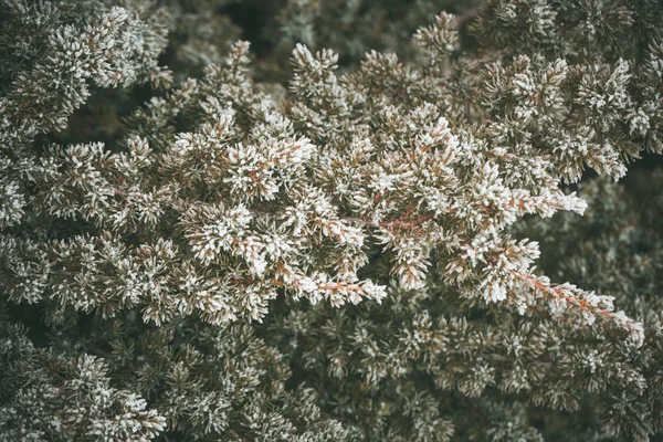 Árboles Siempreverdes Cubiertos Nieve — Foto de Stock