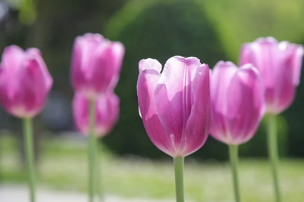 Красиві Рожеві Тюльпани Парку — стокове фото