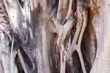 Banyan ağacı yakın çekim