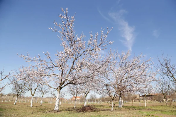 Pomar Árvores Flor Beleza Primavera — Fotografia de Stock