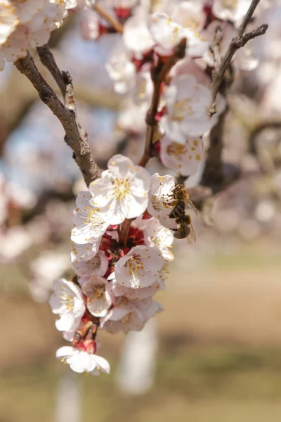 Boomgaard Bomen Bloei Close Uitzicht Bloeiende Fruitboom Lente Schoonheid — Stockfoto