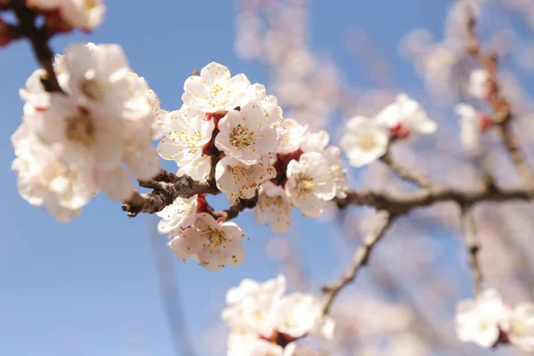 Садові Дерева Цвітіння Вид Крупним Планом Цвітіння Фруктового Дерева Весняна — стокове фото