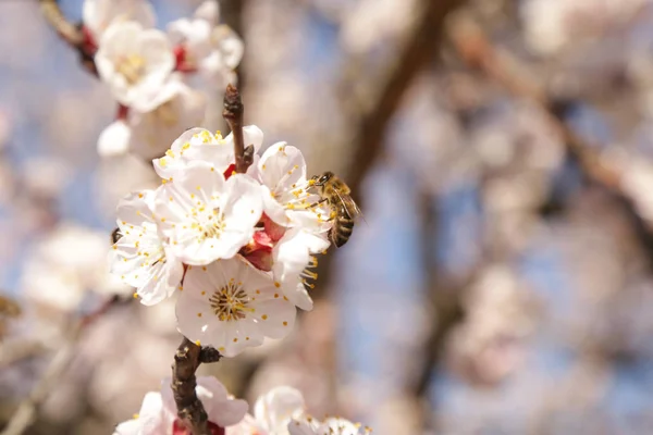 Boomgaard Bomen Bloei Close Uitzicht Bloeiende Fruitboom Lente Schoonheid — Stockfoto