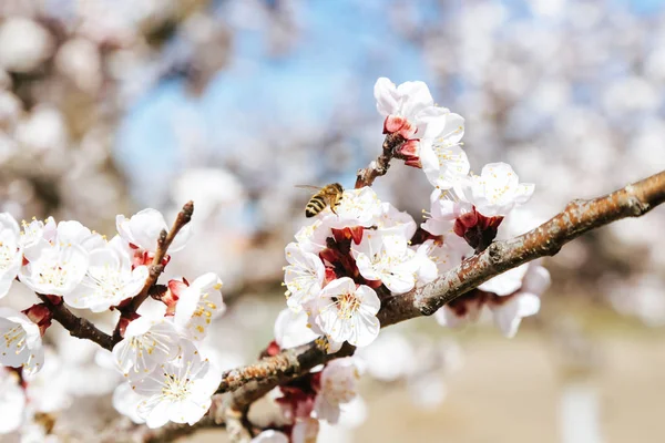 Obstbäume Blüte Nahsicht Auf Blühende Obstbäume Schönheit Des Frühlings — Stockfoto