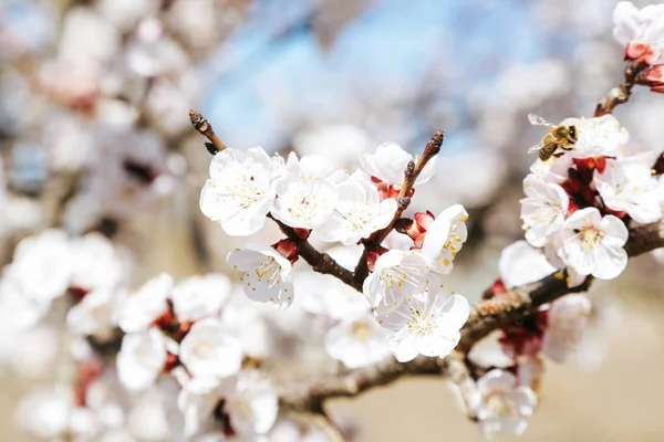 Bloom Orchard Ağaçları Çiçeklenme Meyve Ağacı Bahar Güzellik Yakın Görünüm — Stok fotoğraf